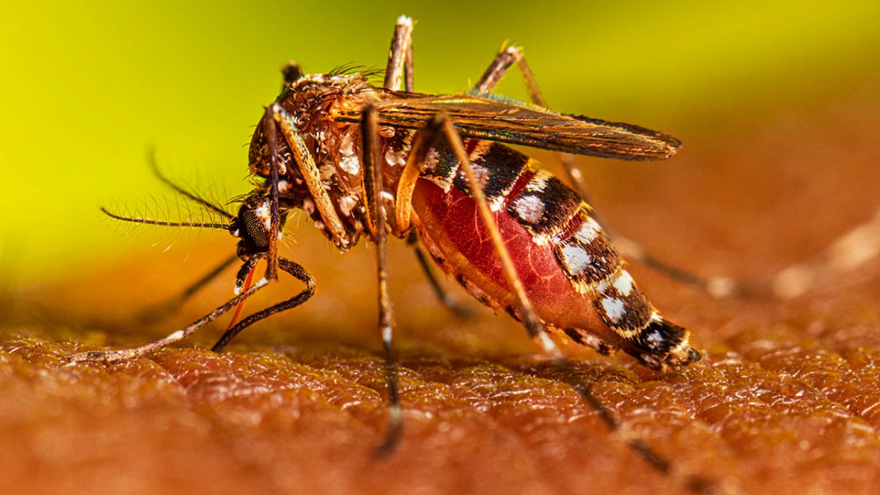 ඩෙංගු අවදානම ඉහළට.!