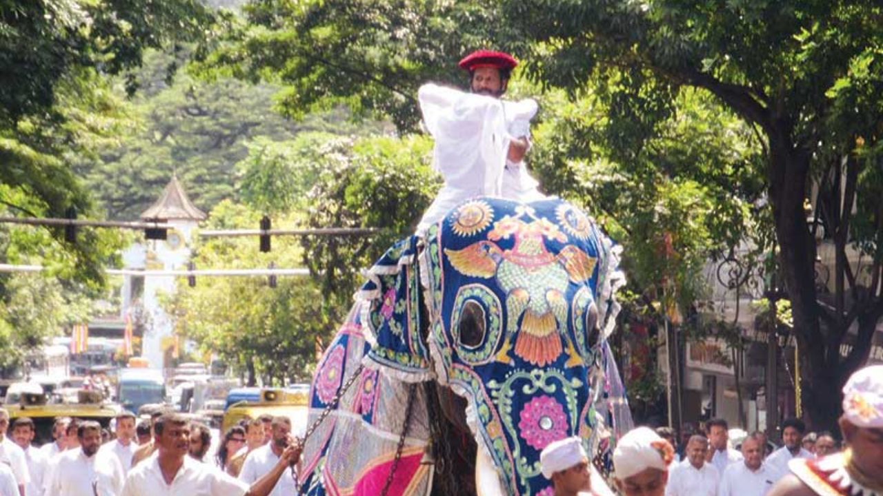 සතර මහා දේවාලවල කප්සිටුවීමෙන් මහනුවර ඇසළ පෙරහැර මංගල්‍යය අද ඇරැඹෙයි