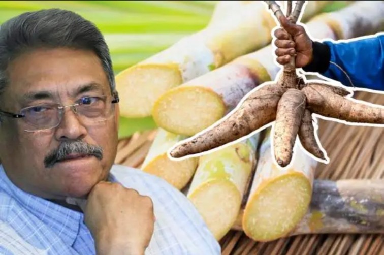 මඤ්ඤොක්කා අල සහ උක් දඬු පෙන්වා ගෝඨාභය ඇන්දවූ හැටි තිස්ස…