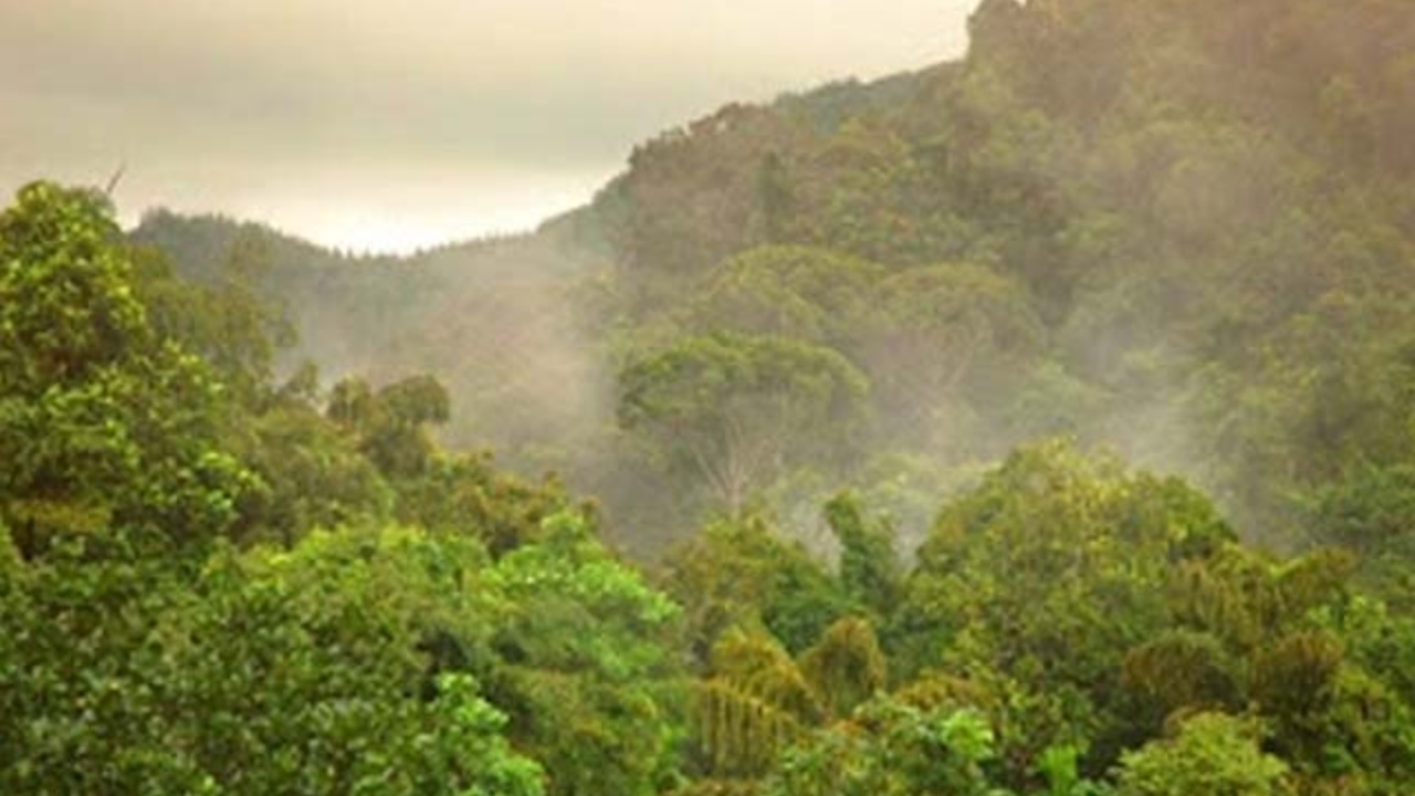 වන ගහනය 30% ක සීමාවේ පවතින ලොව රටවල් තුන අතර…