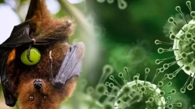 නිපා වෛරසය පැතිරෙයි.. විශාල පිරිසක් අනතුරේ.!