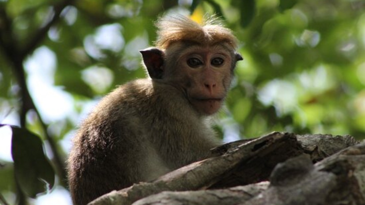 මාලිමාණ්ඩුව රිලා සංගණනයට සූදානම්… වැඩේ කරන හැටි නාමල් කියයි…!