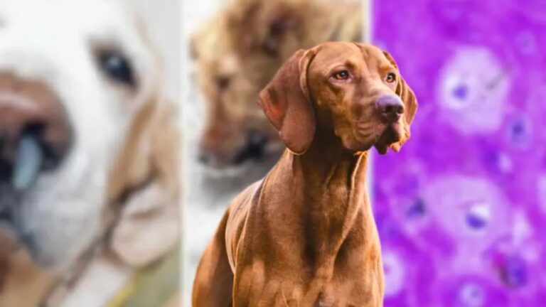 සුනඛයන් අතර වෛරස රෝගයක් පැතිරෙයි.. රෝග ලක්ෂණ මෙන්න.!