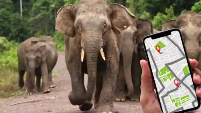 වේලාසන දැනුවත්කර කඩා පනින වන අලි.. අලි-මිනිස් ගැටුමට විසඳුමක්.!