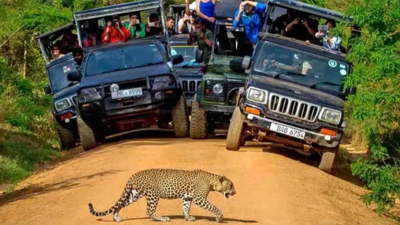 ලංකාවට ඩොලර් උපයන විල්පත්තුව සංචාරකයන්ට වැහෙයි.!