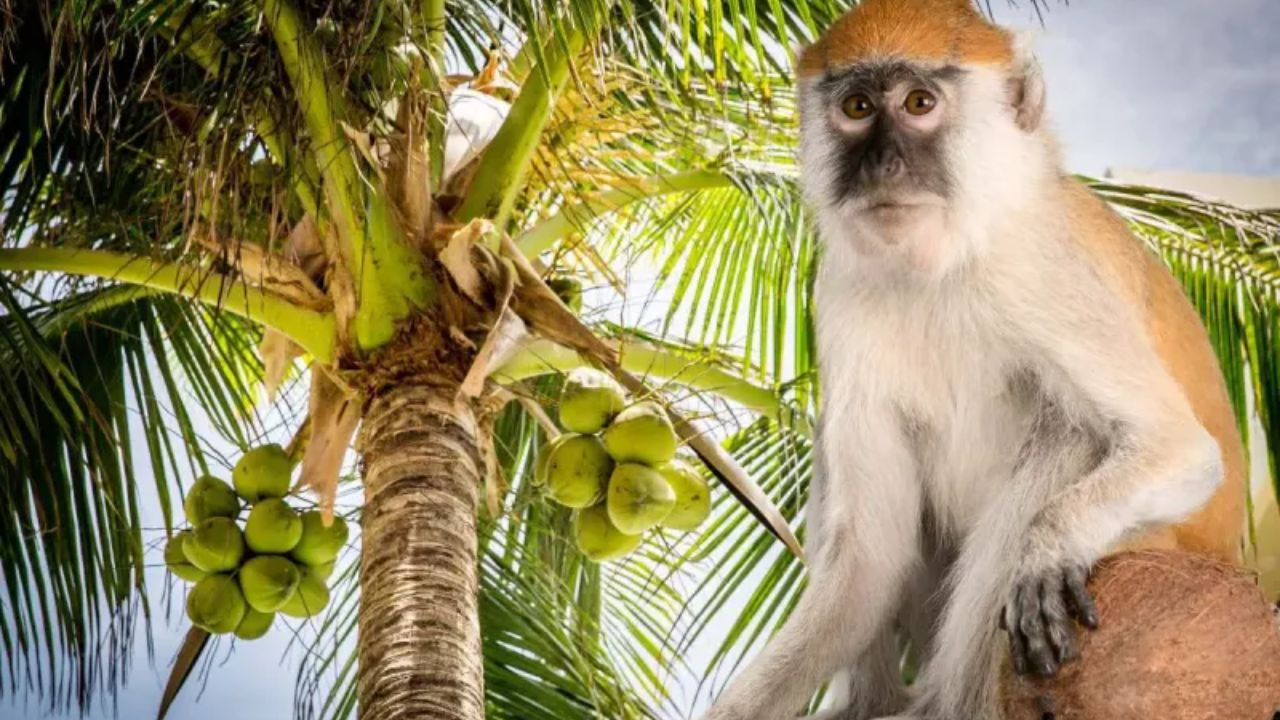 පොල් මණ්ඩලය රිළව් ගණිති.!