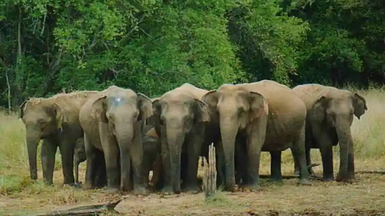 අලි සංචරණ මාර්ග ගැන ගැසට් තීරණය.!