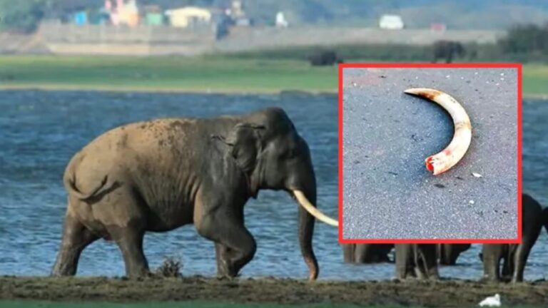 මර බියෙන් කැලෑ වැදුනු සුමේධ මාස 3කට පසු එළි බහී.!
